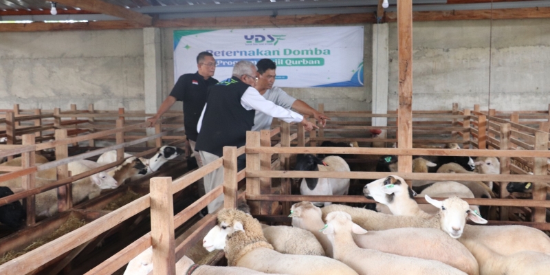 YDSF Siap Distribusikan 35 Ton Daging Qurban untuk Pelosok Indonesia hingga Palestina